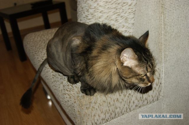 Котовторник  12. 06. 2012