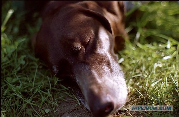 Собакочетверг