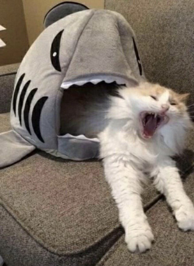 Немного картинок для настроения 28.04.20