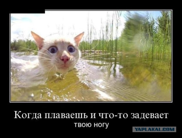 Баянисто-небаянистый юмор 17.11.21