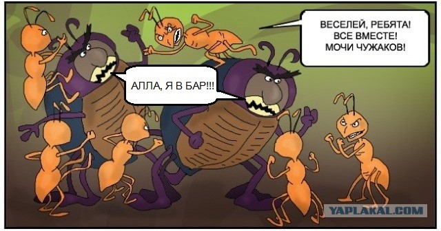 Что за херня происходит в муравейнике?!