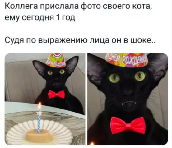 К котовторнику: подборка картинок-баянов с котиками и про котиков. Выпуск 40.