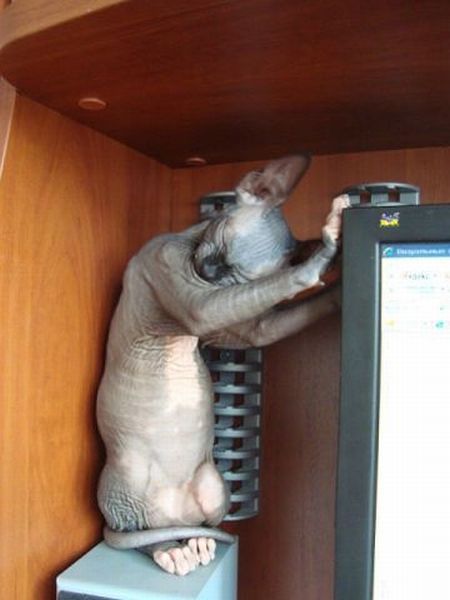 Котовторник 27.5.2014
