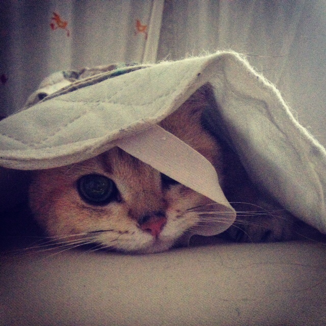 Котовторник  08.07.2014