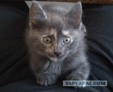 Котовторник помоги!