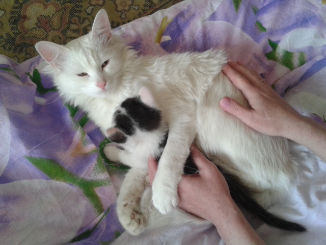 Про котов