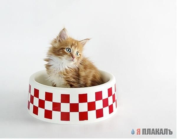 Коты Среды