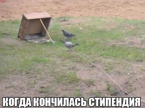Смотри приколы и тупей