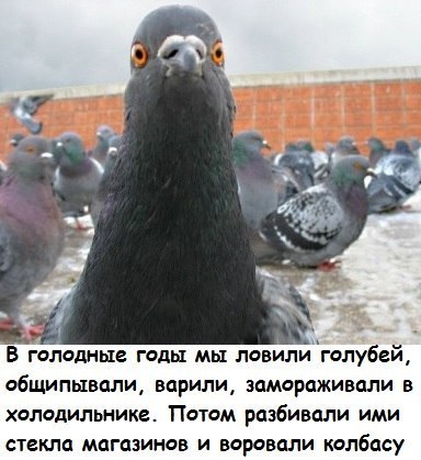 Деградат нация