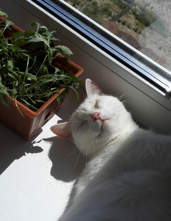Котовторник 18.07.2017