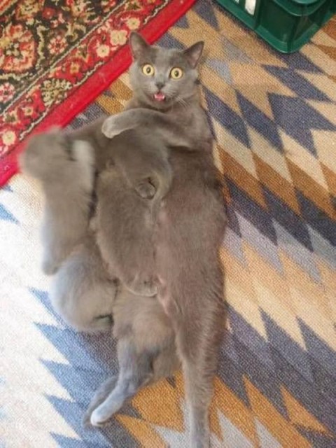 Коты и Кошки