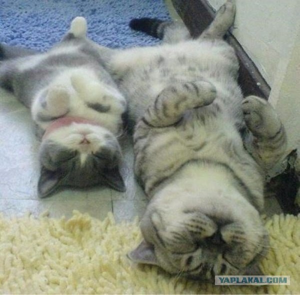 Коты и Кошки