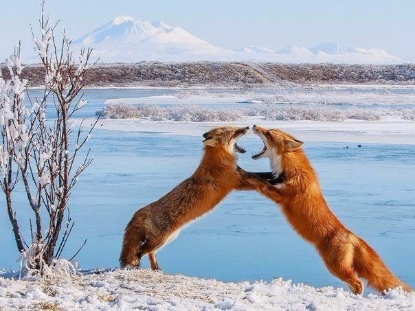Живность из сети