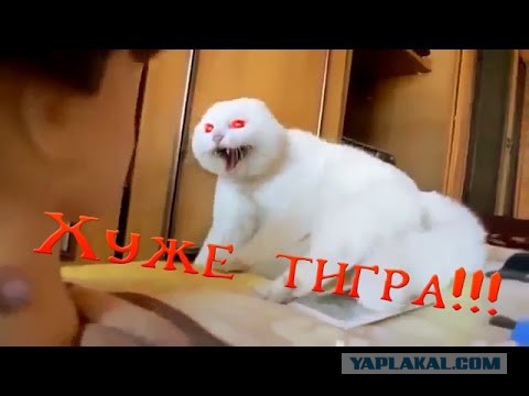 Кот против медведя. Вот это у котеньки "лапки"