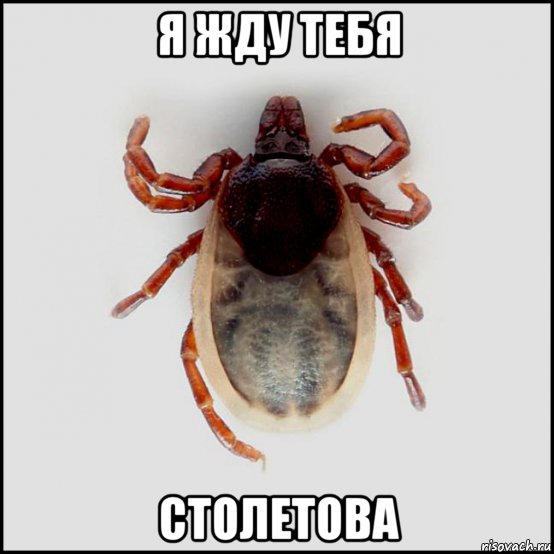 Выживание в лесу с женской сумочкой