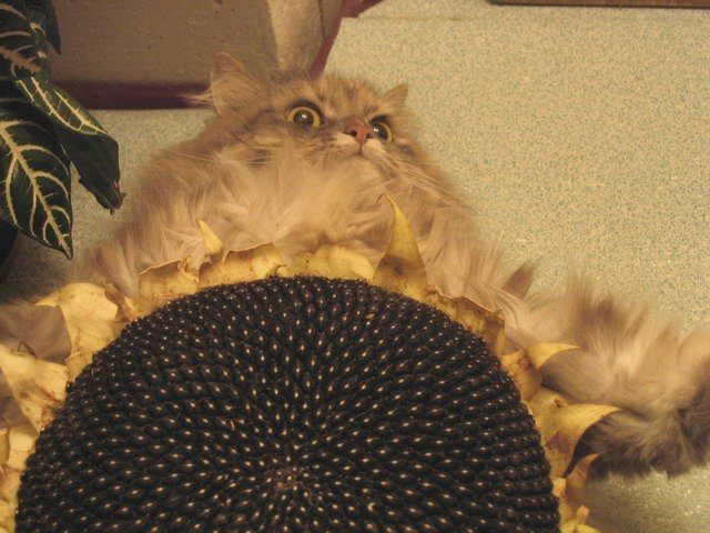 Прикольные коты на среду! ОЧЕНЬ МНОГО!