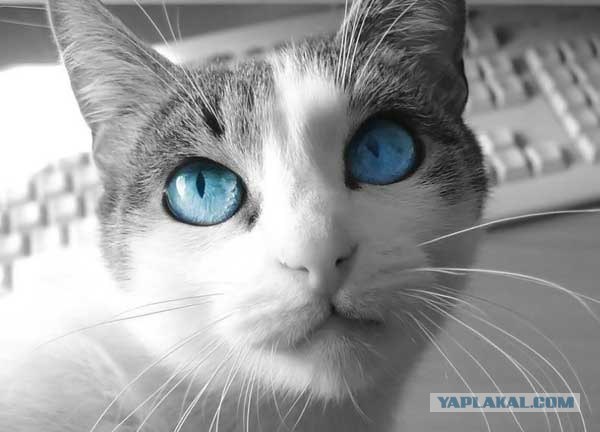 Котовторник  на  ЯПлакалъ