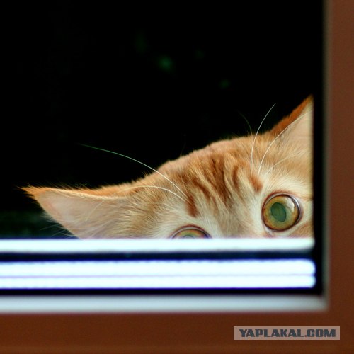 Котовторник ужасов (36 фот)