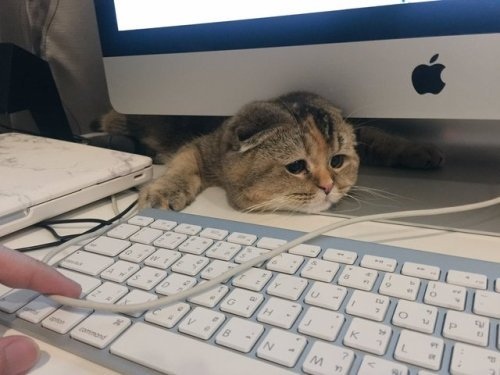 Прикольных котов пост