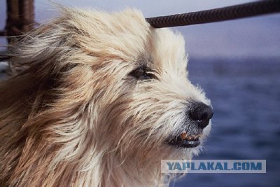 Собака и дельфины (11 фотографий и текст)