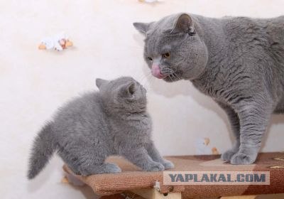 It's Catursday Fever! (Котовторник)