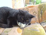 КотоОхота