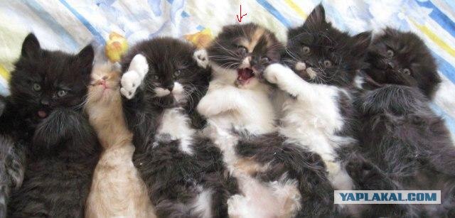 Какие котята рождаются у черной кошки. Новорожденные котята хайленд страйт. Новорожденные котята страйт. Прямоухие котята Новорожденные. Хайленд страйт черный.