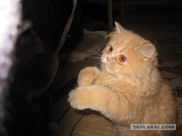 Котовторник 27.12.11