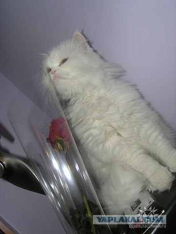 Котовторник (10.01.2012)