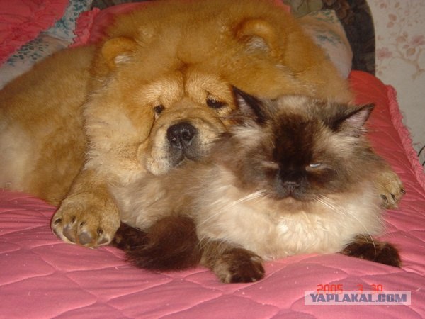 Котовторник (14.02.2012)