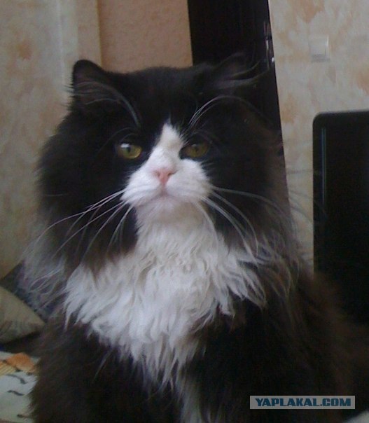 Котовторник! 13.03.2012