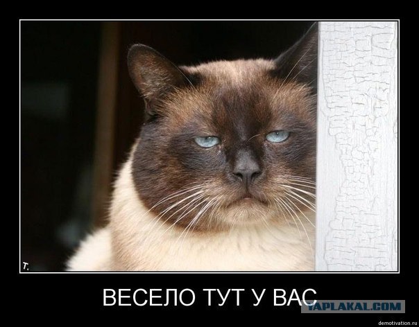 Котовторник 30.10.2012