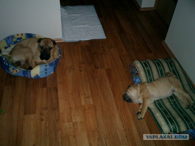 Собакочетверг 10.01.2013