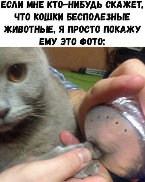 Подонковщина