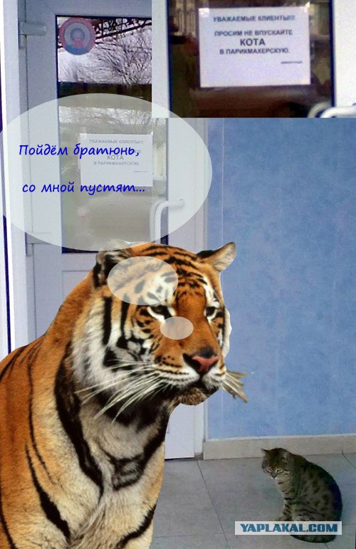Не впускайте кота в парикхмахерскую)))