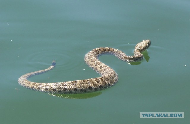 Водяной уж: полезная и хорошая змея, которую в России всё время путают с гадюкой и убивают зазря
