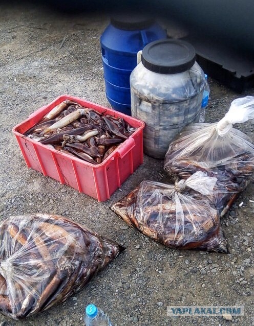 Люблю кальмаров:) и салат из них