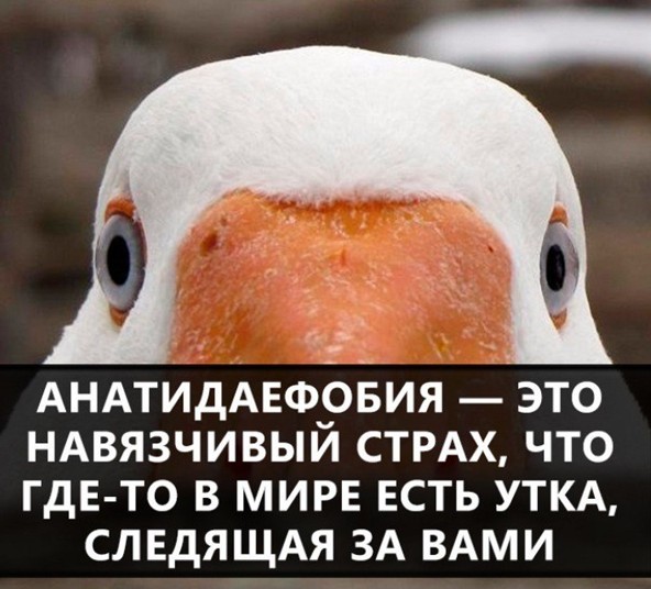 И к серьезным новостям - как взять утку