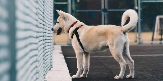 11 мифов о собаках, в которые вы верите напрасно