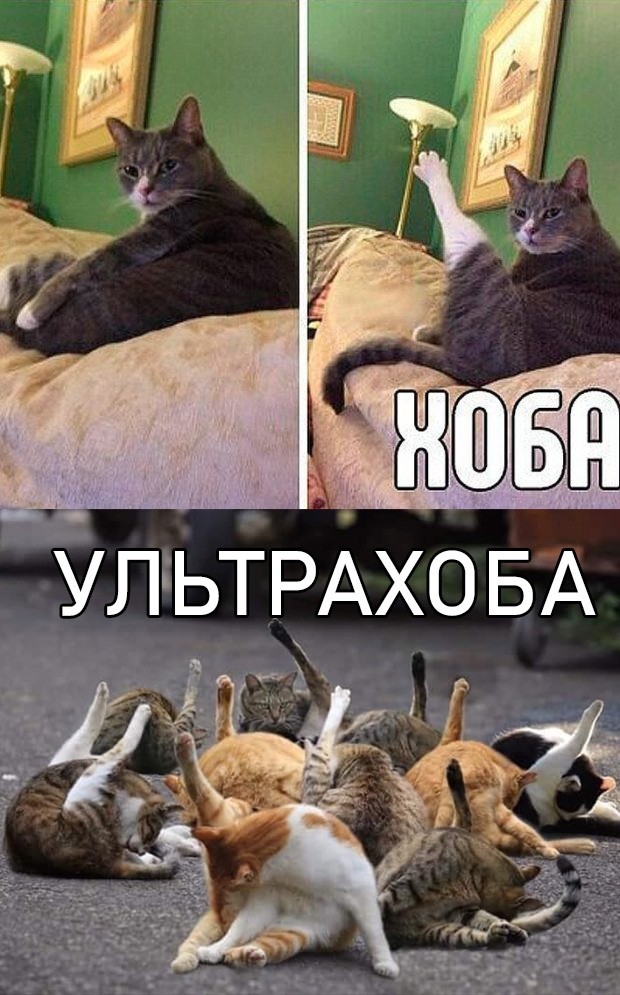 Дадим имя коту!?