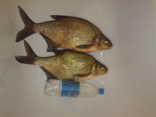 Рыбалки псто