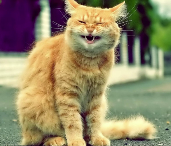 Кошачьи выкрутасы