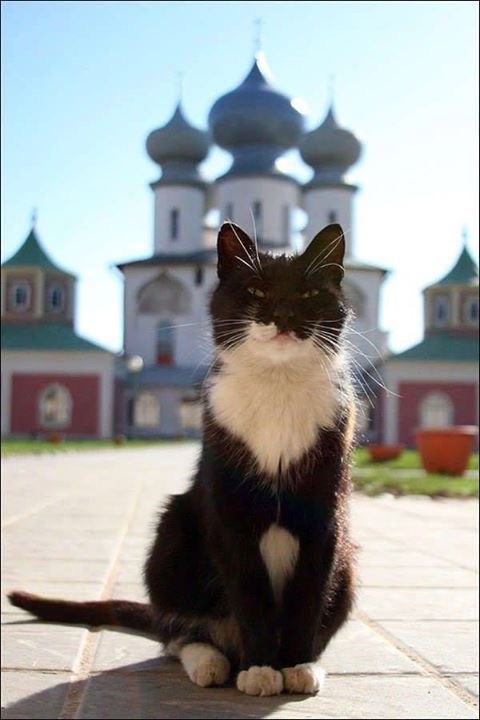 Кошки на развалинах города Помпеи
