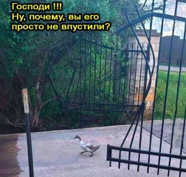 Каартинки весёлые и не очень
