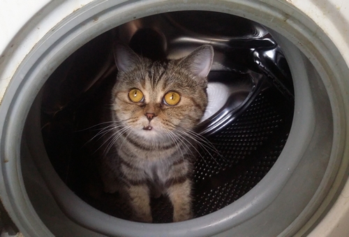 Котовторник