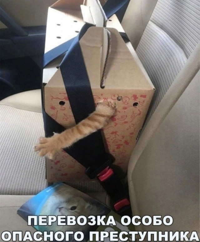 Подборка картинок-баянов с котиками и про котиков. Выпуск 21