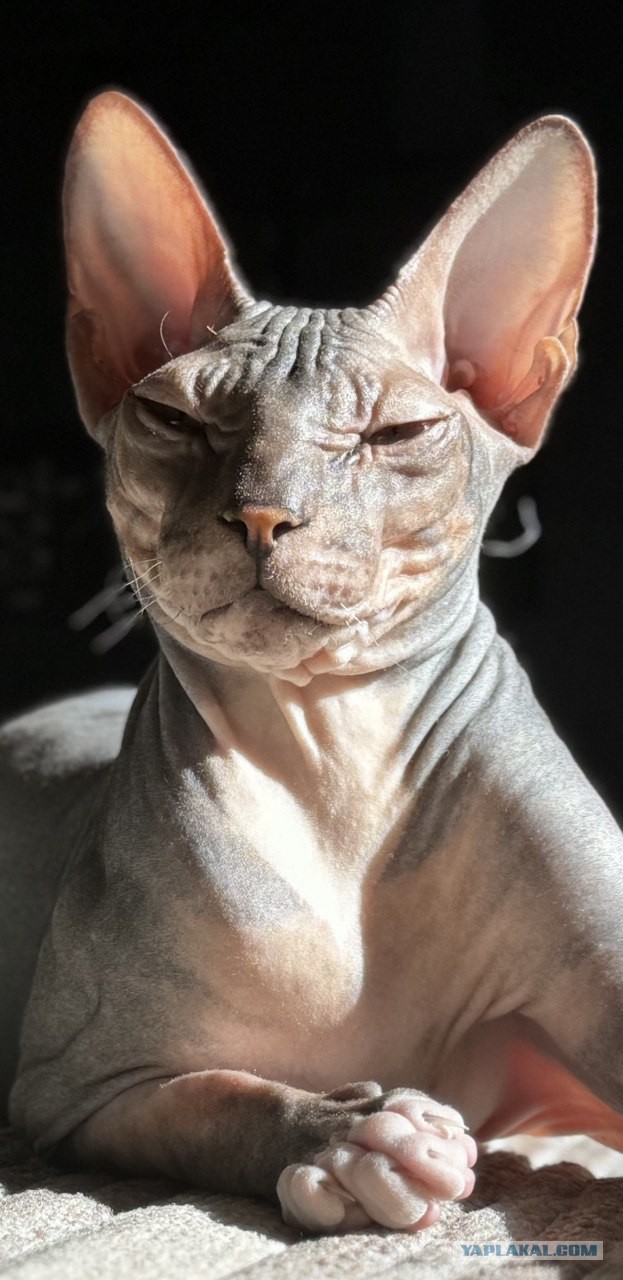 В защиту кошек породы Сфинкс канадский...