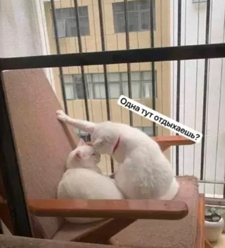 Котямбосы