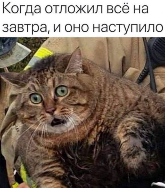 Просто кухарю.