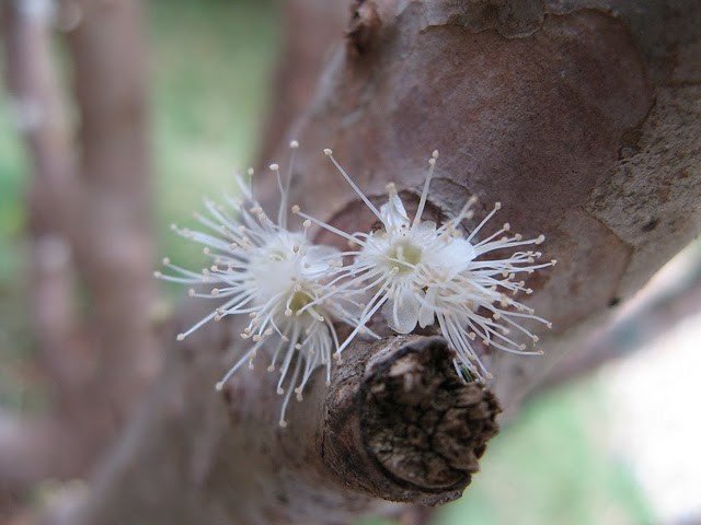 Джаботикаба - необычное фруктовое дерево